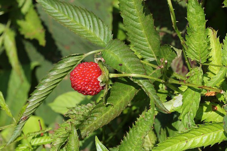 Rubus illecebrosus (fruits side)
