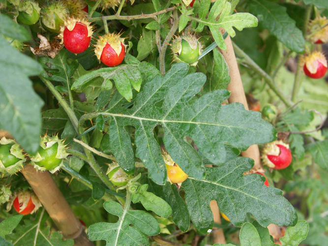 Solanum sisymbriifolium – Raukenblättriger Nachtschatten