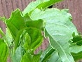 Bazalka vytrvalá s vôňou feferónky (Ocimum selloi "Green Pep.")